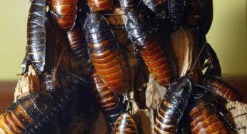 Gang Members Release 1,000 Cockroaches In Restaurant Over The Owner’s Unpaid Debt