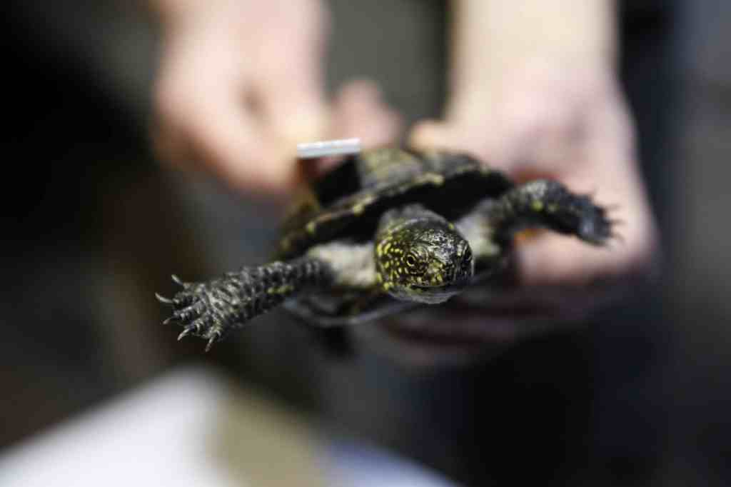 A turtle in Massachusetts hatched earlier this month, with two heads and six legs and wildlife specialists are working to learn more.