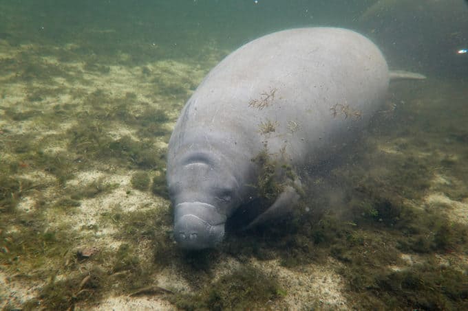 Columbus Zoo And Aquarium Names Rescued Manatees After Lizzo