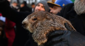 Groundhog Punxsutawney Phil Predicts Six More Weeks Of Winter On This Year’s Groundhog Day
