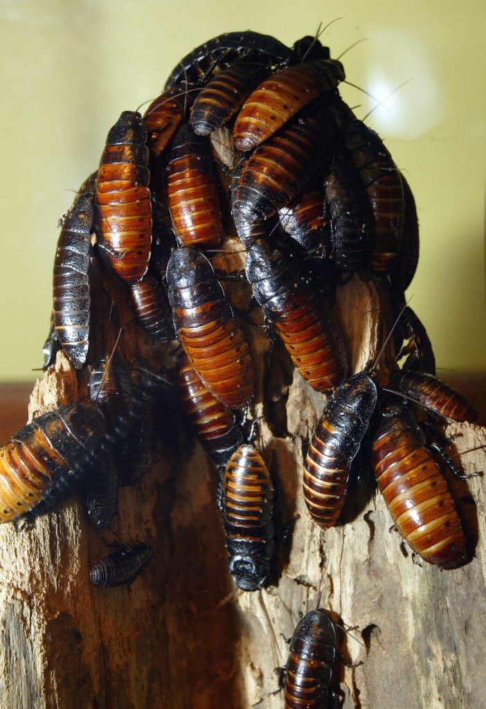 Cockroaches Getty Images