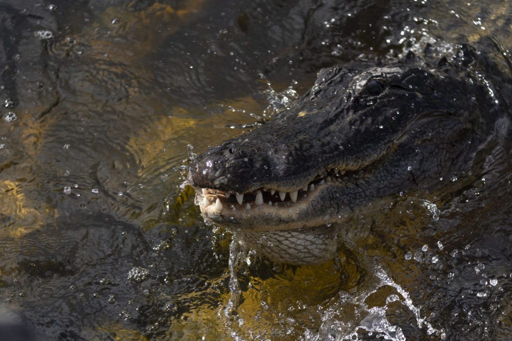 Person Dies After An 11-Foot Alligator Yanked Them Inside A Myrtle Beach Pond