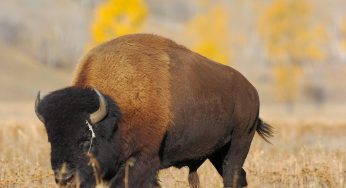 71-Year-Old Woman Becomes Second Victim This Week Of A Bison Attack At Yellowstone National Park