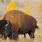 71-Year-Old Woman Becomes Second Victim This Week Of A Bison Attack At Yellowstone National Park