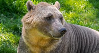 Woman Killed By Bear In Her Sleep While Camping After Scaring It Off An Hour Beforehand