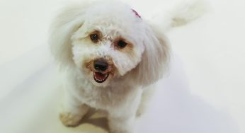 Pennsylvania Woman Suing PetSmart After Poodle Died Of Asphyxiation During Nail Trimming Visit