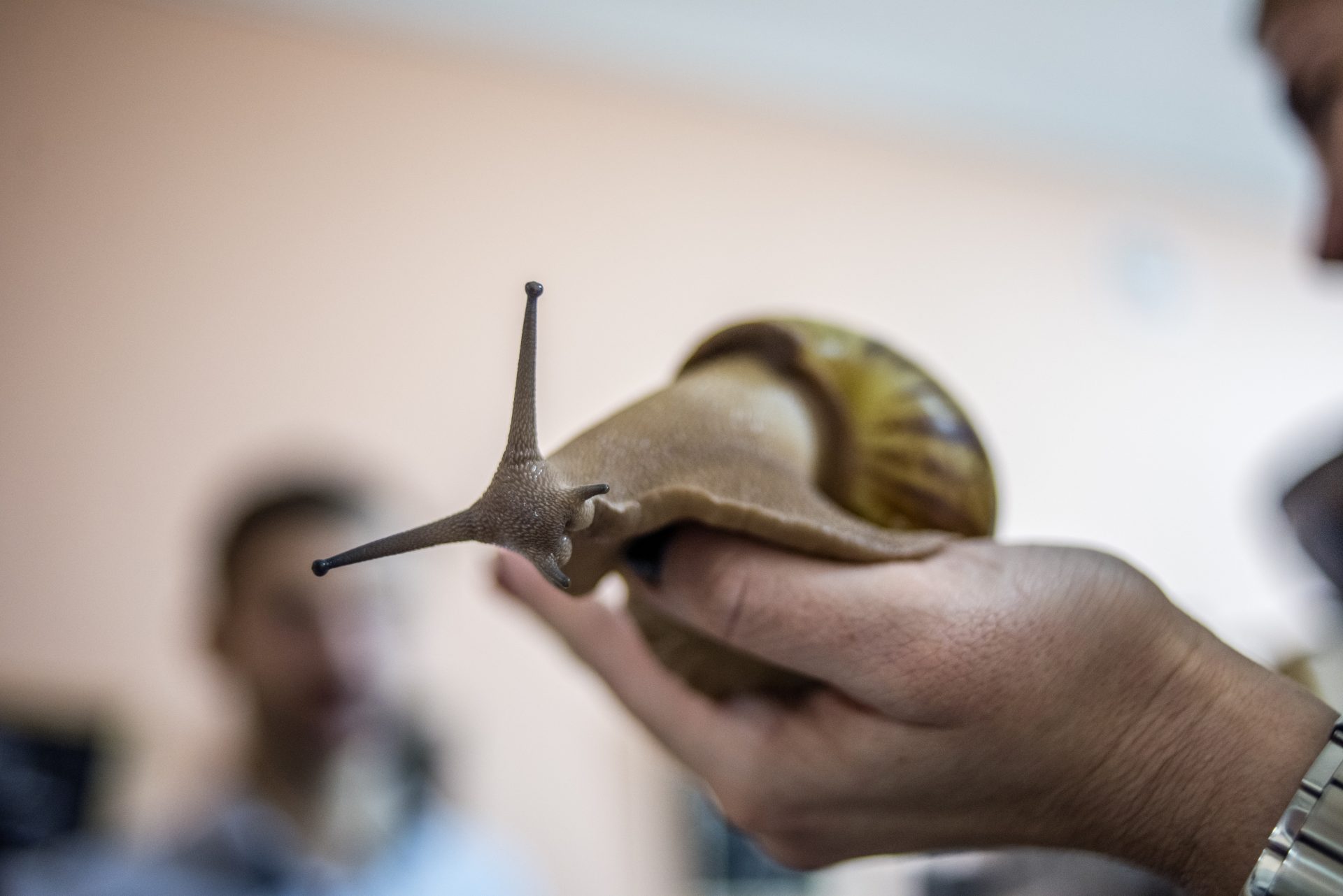 Florida Residents Forced Into Quarantine By Giant Snails As Big As Rats
