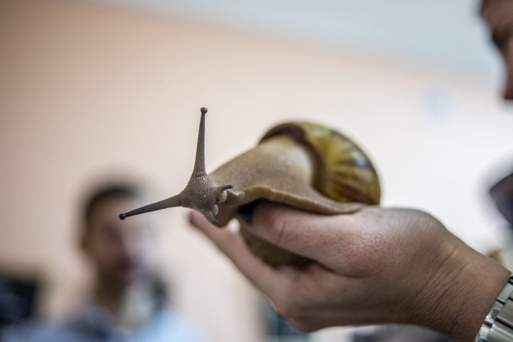 Florida Residents Forced Into Quarantine By Giant Snails That Can Grow Up To Eight Inches
