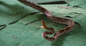 Two-Year-Old Bites Snake To Death After The Reptile Bit Her On The Lip 