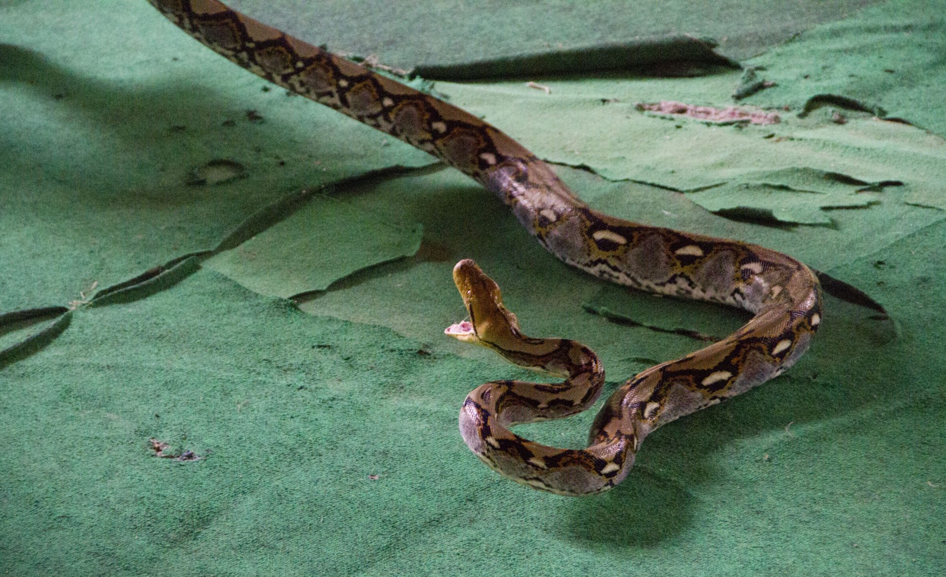Two-year-old snake bites to death after reptile bites its lip 