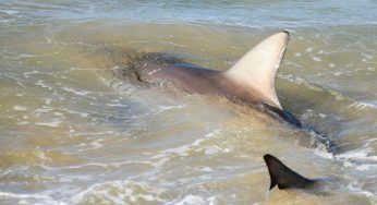 Snorkeling Gone Wrong: Husband Fights Off Shark In Maui Waters, Injured Wife Still Missing