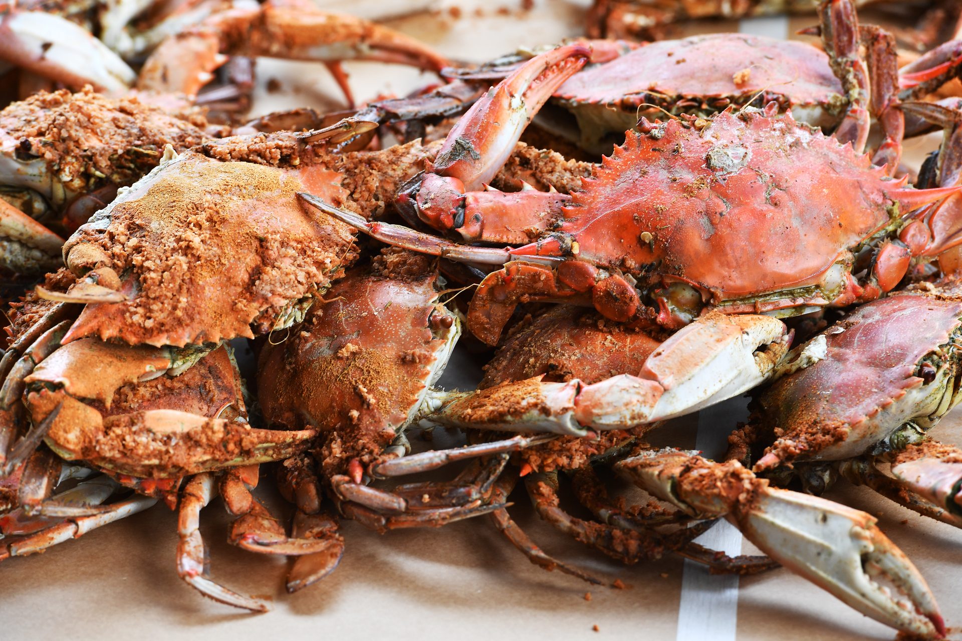 A Billion Crabs Have Disappeared & Researchers Can’t Explain Why