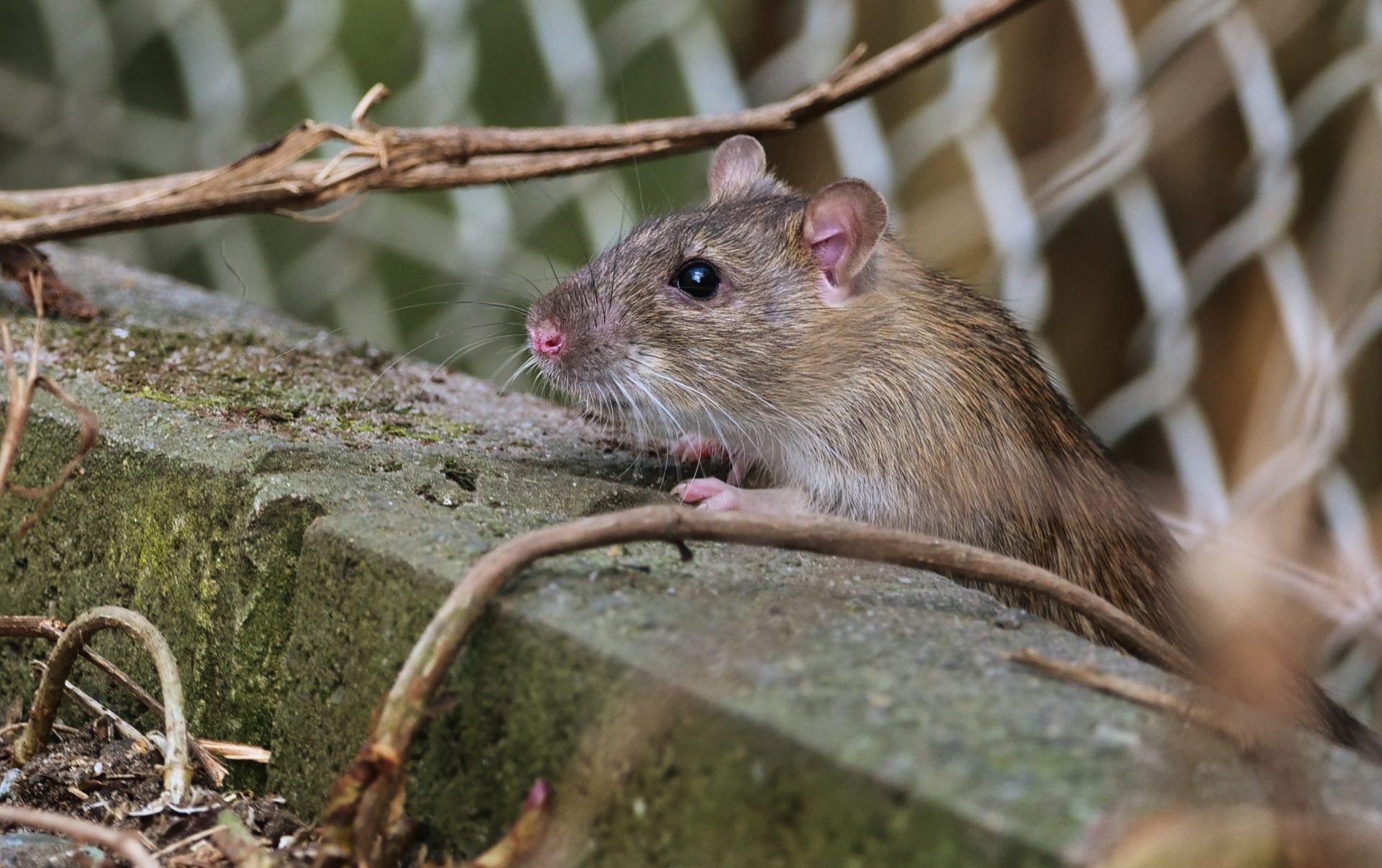 Report: Chicago Ranks #1 For The “Rattiest City,” New York Comes In At #2
