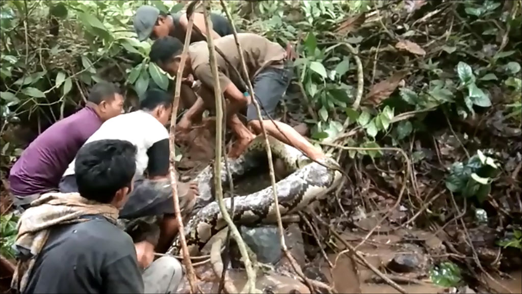 Missing Indonesian Grandmother’s Body Found Inside Monstrous 22-Foot Python