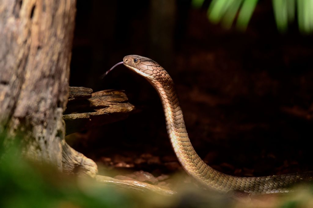 Poisonous Cobra Killed After Being Bitten By 8-Year-Old Indian Boy: “I Bit It Hard Twice, It All Happened In A Flash”