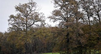 Kansas Man Dies After Dog Discharged Hunting Equipment And Fatally Struck Him