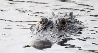 (PHOTOS) 85-year-old Florida Woman Killed By 10-Foot-Long Alligator While Attempting To Save Her Dog