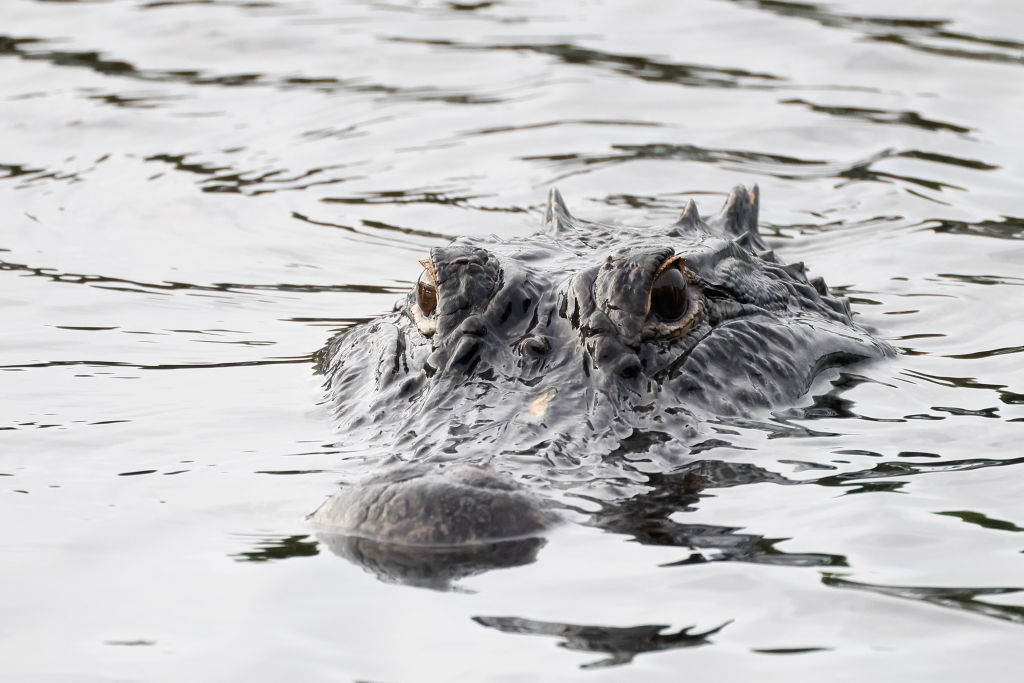Florida Woman, 85, Killed By Alligator While Trying To Save Dog