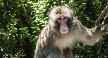 Pet Monkey Fatally Shot After Ripping Woman’s Ear Like ‘A Piece Of Paper’