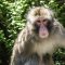 Pet Monkey Fatally Shot After Ripping Woman’s Ear Like ‘A Piece Of Paper’:hotNewz