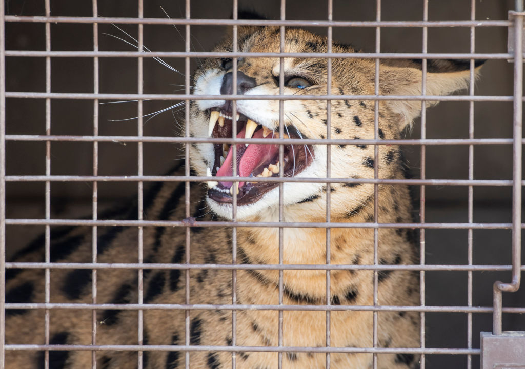 (PHOTOS) Exotic Cat Tests Positive For Drugs After Traumatic Cocaine-Fueled Escape From Police, Taken In By Zoo