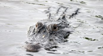 Florida Man Loses Arm To Alligator While Trying To Pee Outside Bar: ‘Not The End Of The World’