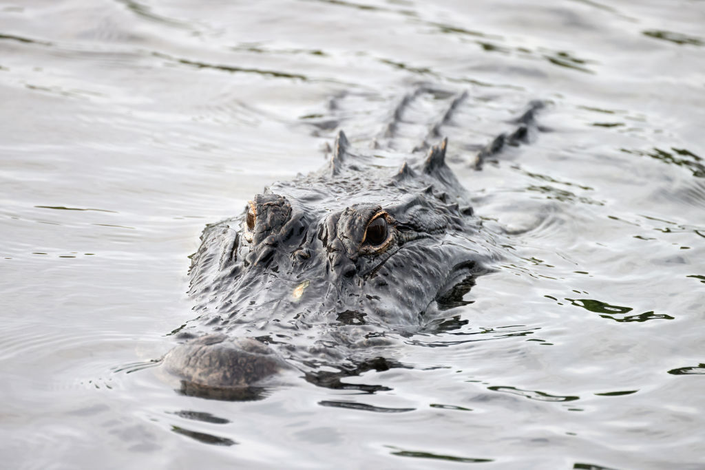 Florida Man Loses Arm To Alligator While Trying To Pee Outside Bar: 'Not The End Of The World'