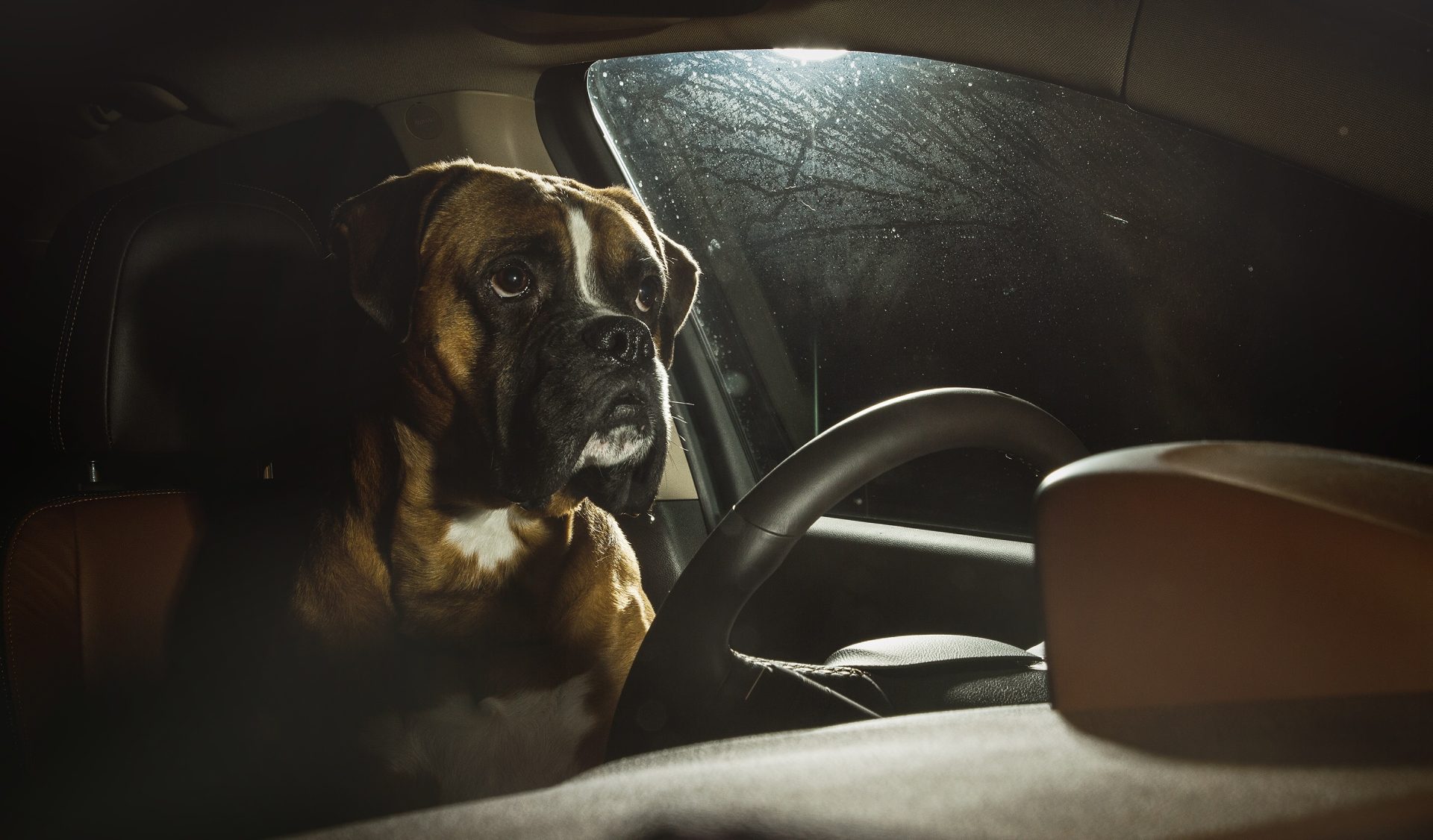 Got That Dawg In Him! Colorado Driver Accused Of Swapping Seats With Pet To Avoid DUI Arrest