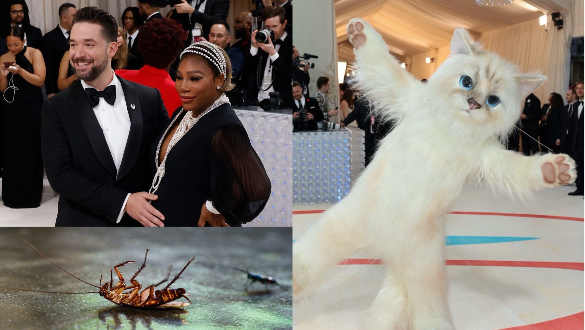 Serena Williams, A Roach & Cat Couture Met Gala 2023 Moments