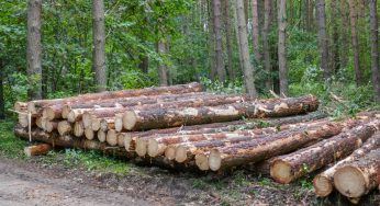 New Jersey Man Faces Estimated $32K In Fines After Allegedly Cutting Down Neighbors’ Trees For Better View Of NYC