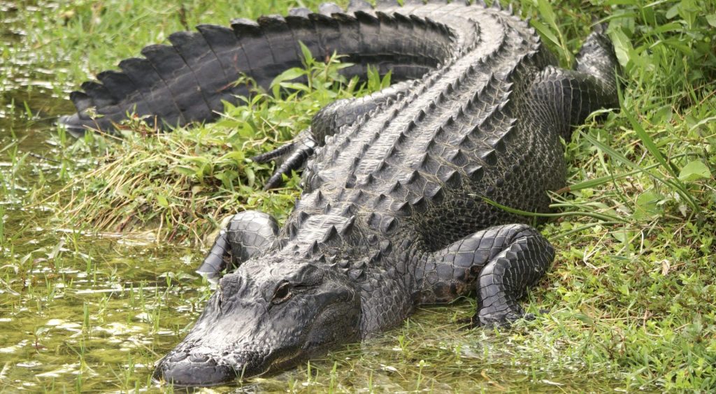 Authorities Kill 13-Foot Alligator After 41-Year-Old Unhoused Woman's Body Is Spotted In Its Jaws