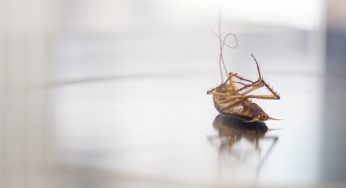 Cockroach Capital! New Study Reveals Which City Is Leading The U.S. In Roach Infestations