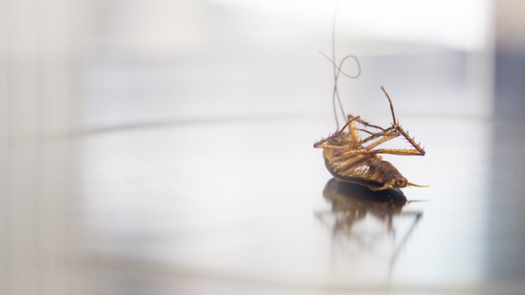Cockroach Capital! New Study Reveals Houston Leading U.S. In Roach Infestations