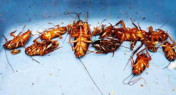 San Antonio Zoo Offers People To Name A Cockroach After Their Ex And Feed It To An Animal