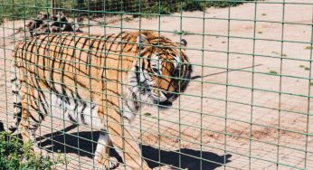 New Jersey Police Search For Woman After She Allegedly CIimbed Over A Zoo Fence To Pet 500 Lb. Tiger (VIDEO)