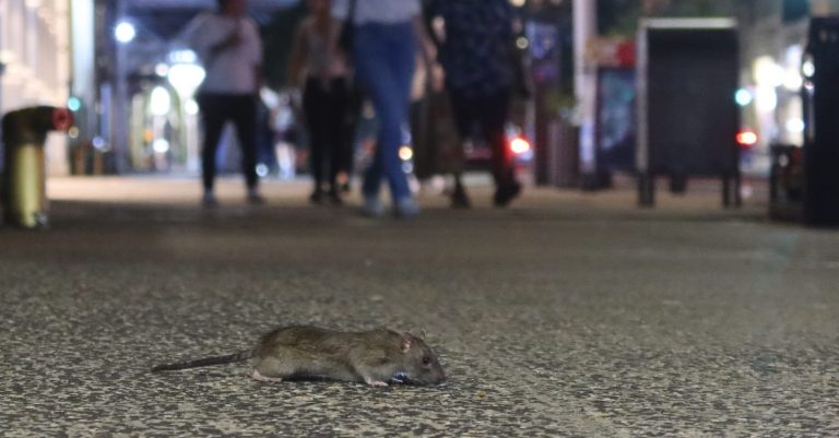 Birth Control Rats New York City Council Approves Bill 