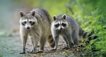 Say WHAT?! Video Shows Washington Woman’s Home Reportedly Surrounded By Nearly 100 Raccoons (VIDEO)