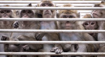 Issa Update! 30 Out Of 43 Female Monkeys Captured After Escaping South Carolina Research Facility 
