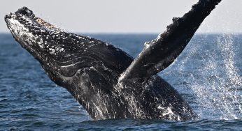 Say What!? Father Films WILD Video Of Whale Swallowing His Son In Chile (WATCH)