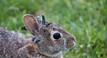 What In The Shady Species!? Expert Weighs In On Viral Photos Of Rabbits With “Horns” In Colorado