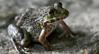 Leap Of Faith? Eldery Woman Hospitalized After Reportedly Swallowing 8 Live Frogs For Back Pain