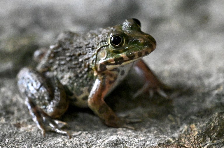 Leap Of Faith? Eldery Woman Hospitalized After Swallowing 8 Live Frogs For Back Pain