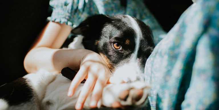 Wait, WHAT?! Dog Allegedly Shoots Pennsylvania Man, Leaving Him Hospitalized Amid Investigation (VIDEO)