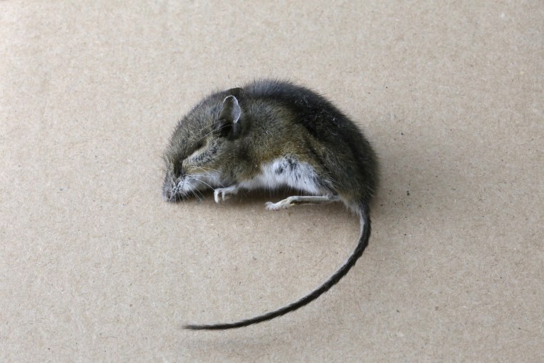 Excuse Me?! Portland dad reportedly sues landlord for $122K after baby found with dead mouse in mouth