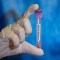 Hantavirus Cruise Deaths Spark Panic As Officials Push Back On Panic & The Internet Has Flashbacks