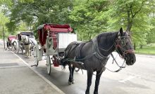 Prayers Up! 18-Year-Old Tourist Dies After Freak Horse Carriage Incident In Central Park (VIDEO)