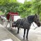 Prayers Up! 18-Year-Old Tourist Dies After Freak Horse Carriage Incident In Central Park (VIDEO)