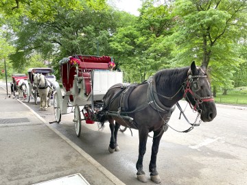 Prayers Up! 18-Year-Old Tourist Dies After Freak Horse Carriage Incident In Central Park (VIDEO)