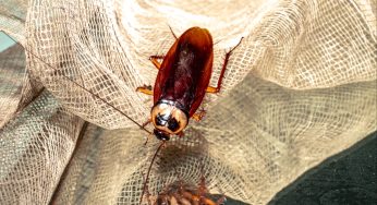 Yikes! Huge Cockroach Lands On Reporter During Live Broadcast And Her Reaction Is Going Viral (VIDEO)