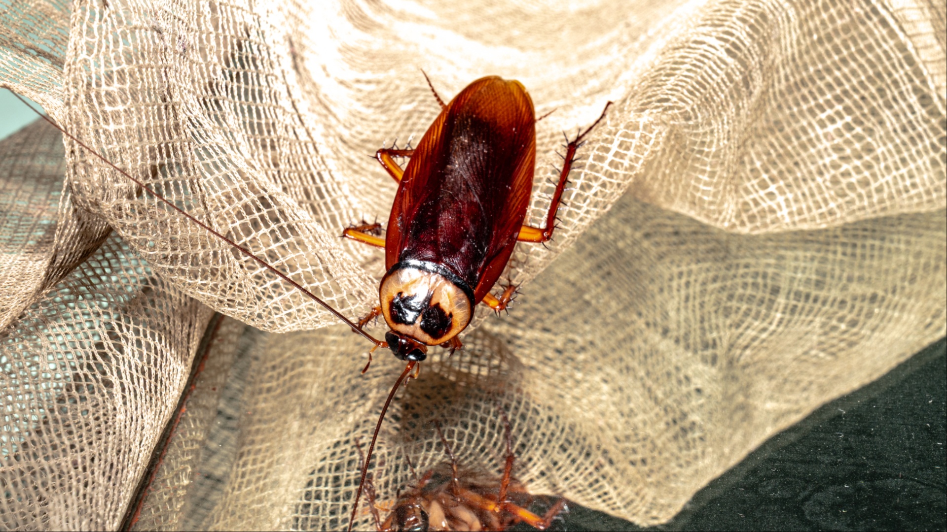 Yikes! Huge Cockroach Lands On Reporter During Live Broadcast And Her Reaction Is Going Viral (VIDEO)